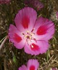 Clarkia amoena